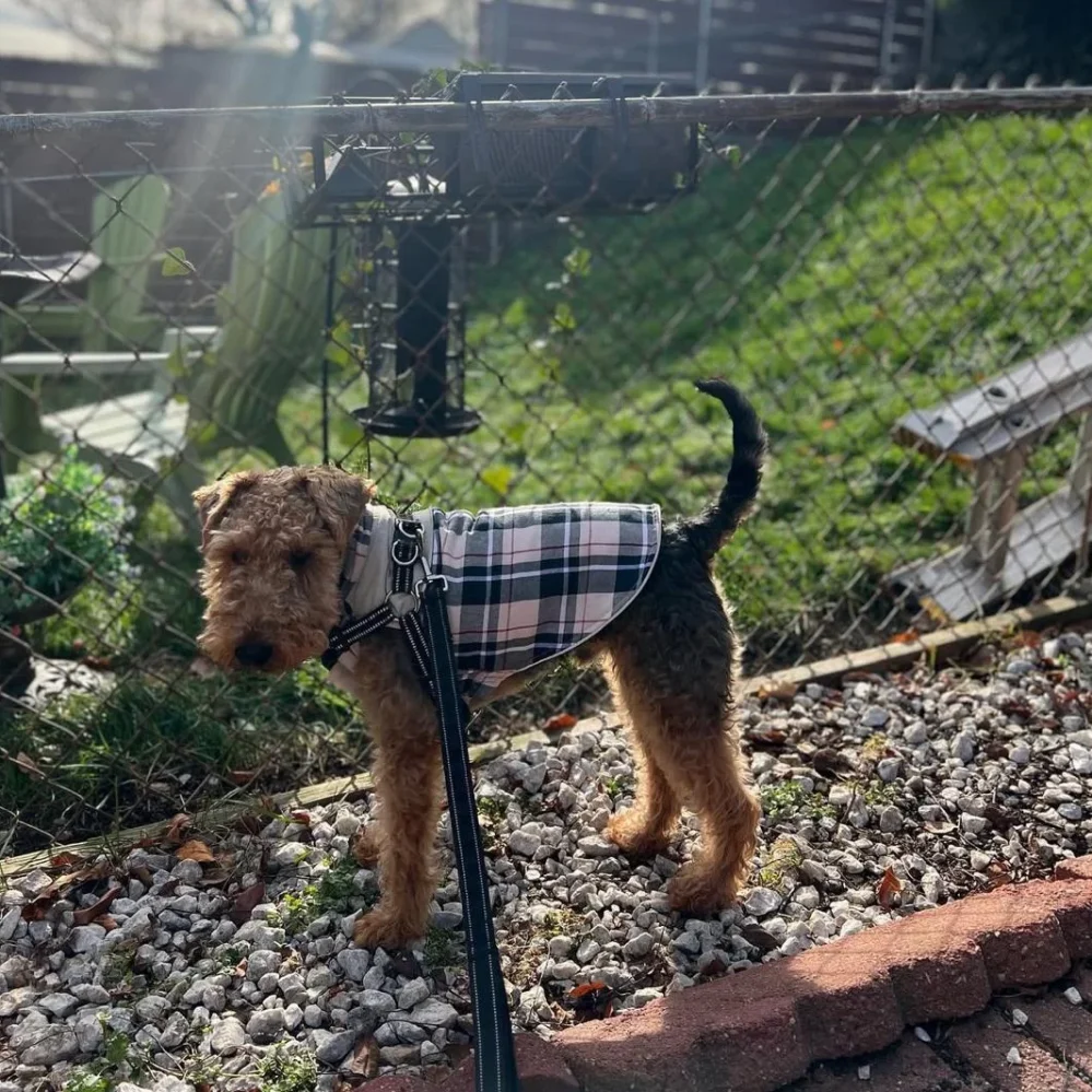welsh terriers breeders