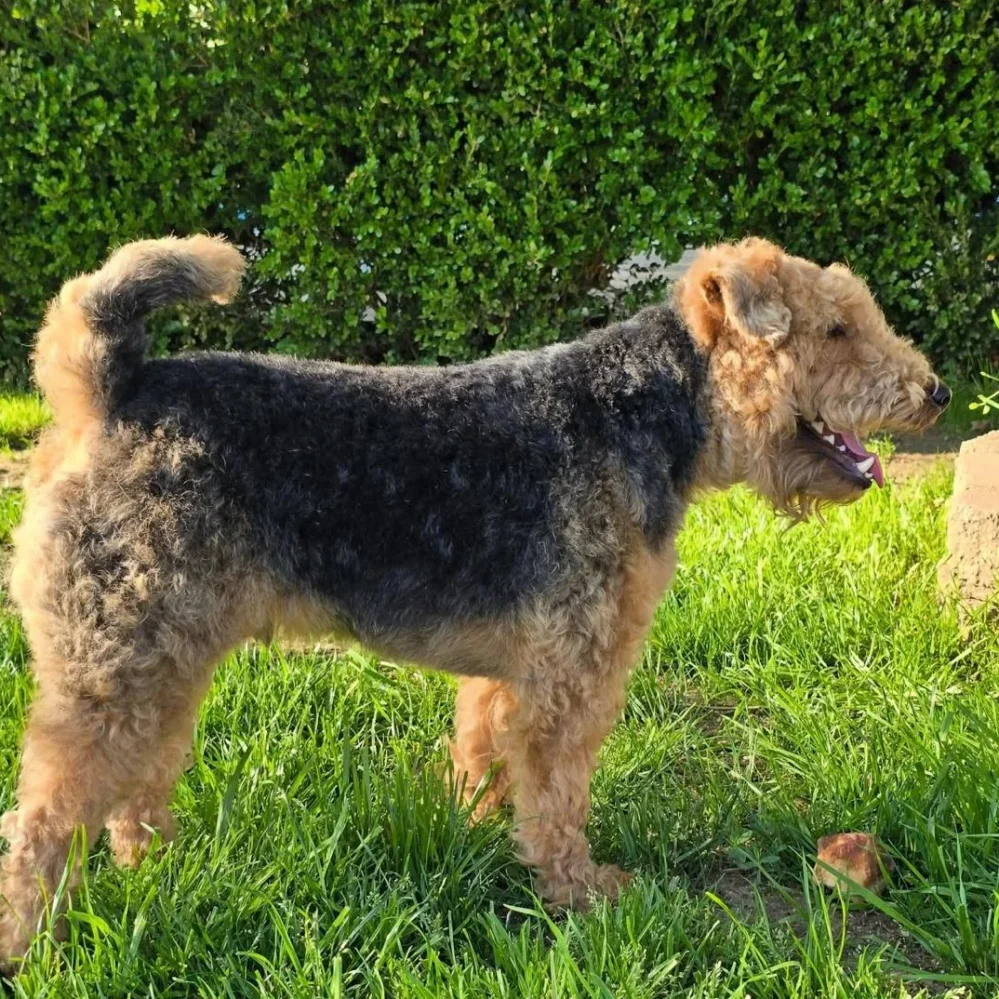 welsh terriers for adoption