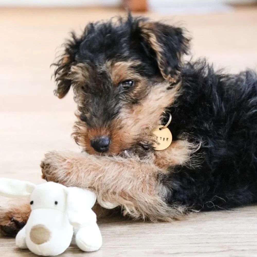 Welsh Terriers for Sale
