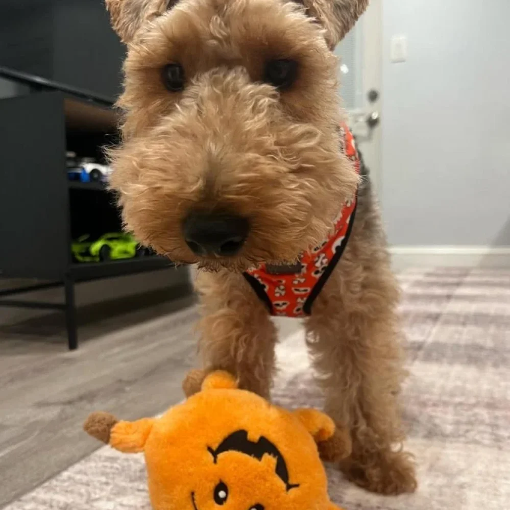 swan creek welsh terriers