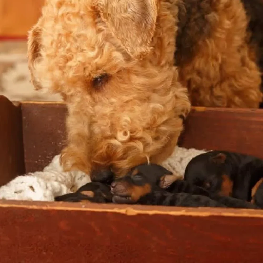 pictures of welsh terriers