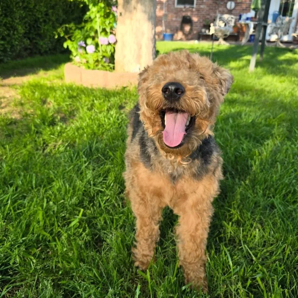 welsh terriers for adoption