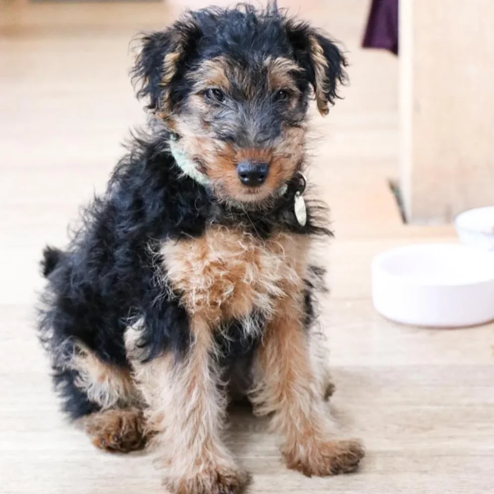 welsh terriers for sale