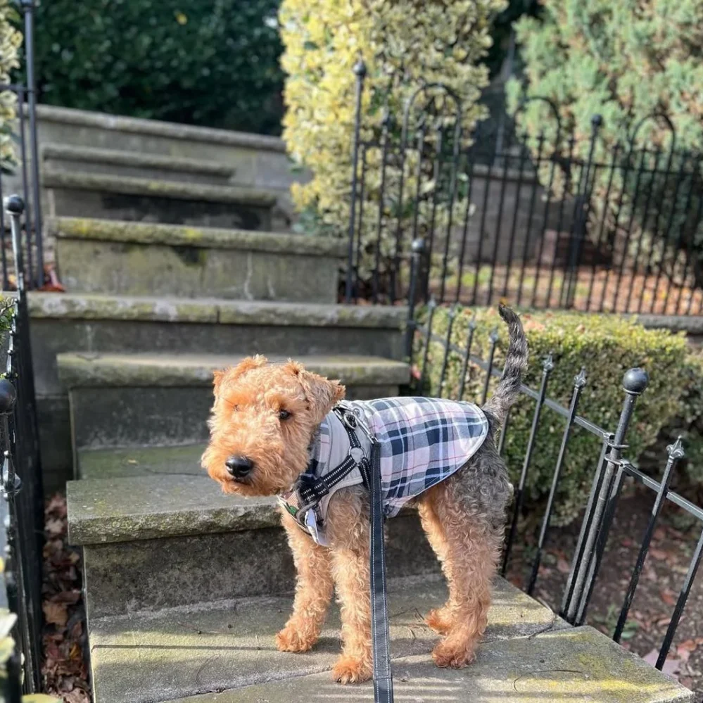 welsh terriers breeders