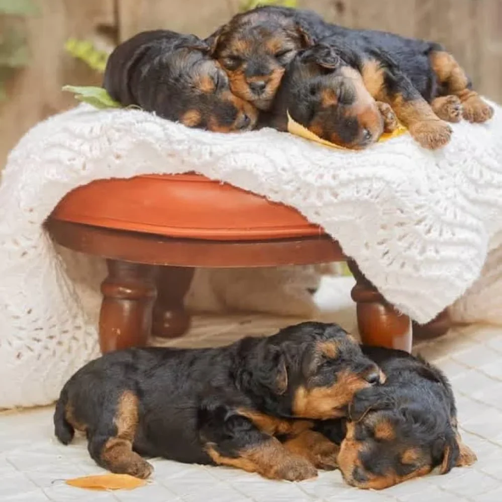 pictures of welsh terriers