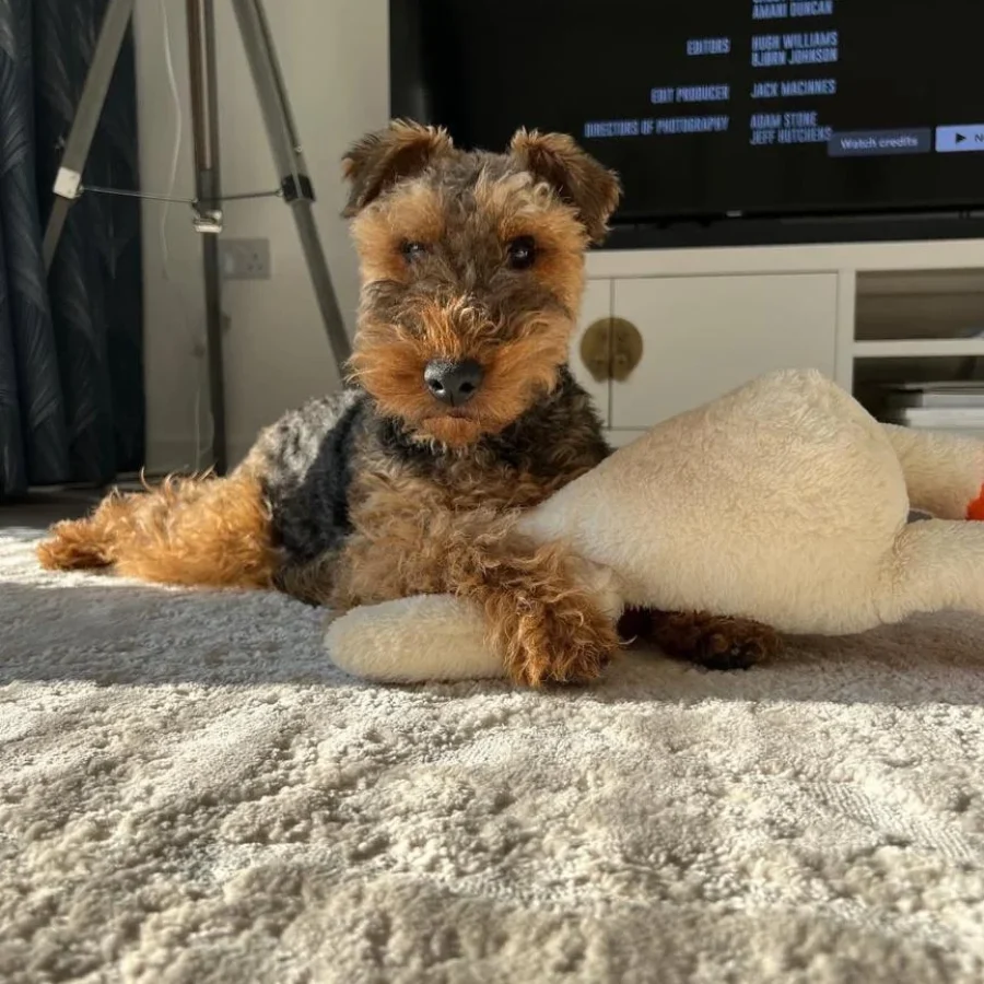 WELSH TERRIER PUPPY0-51 (3)