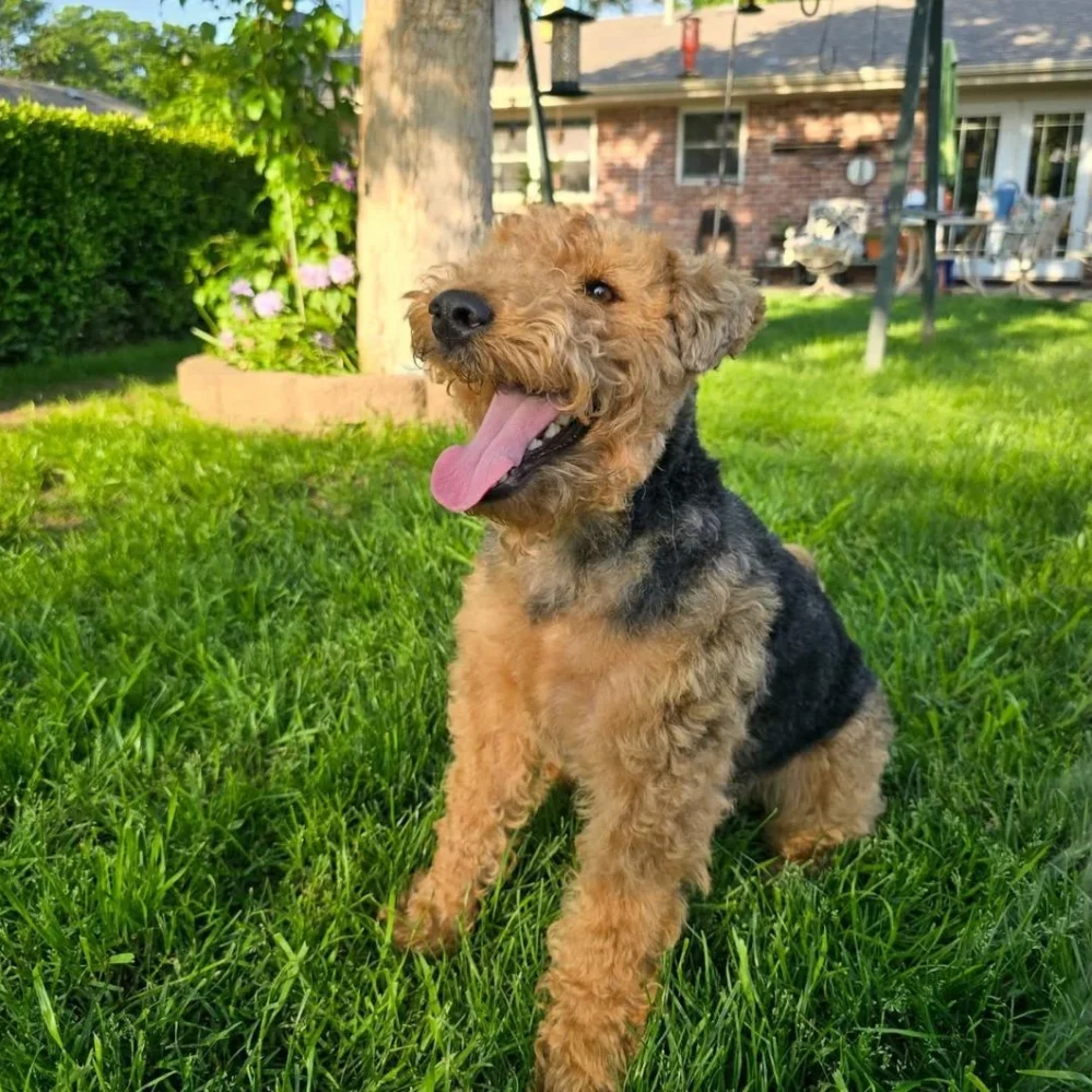 welsh terriers for adoption