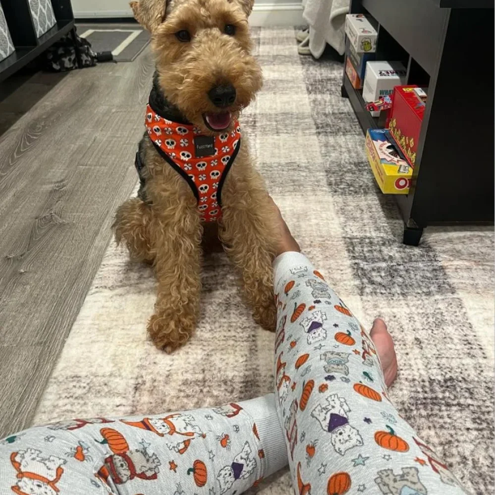 swan creek welsh terriers