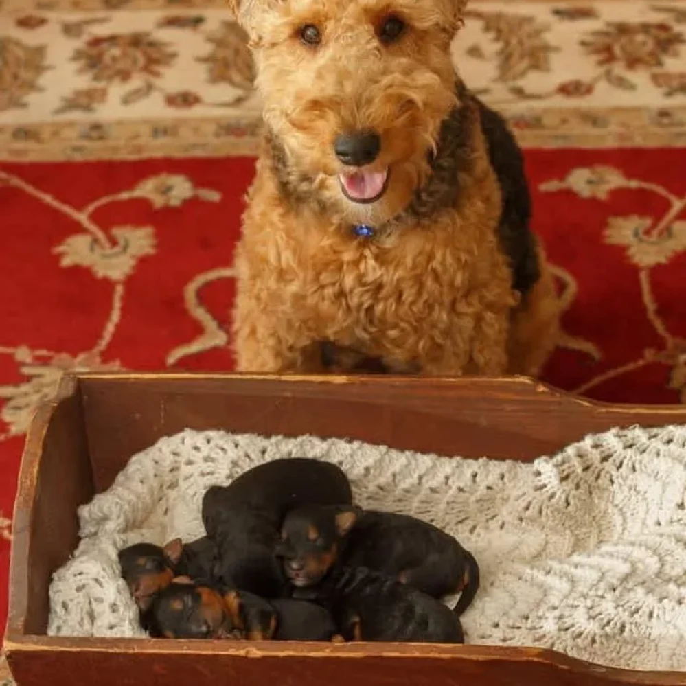 pictures of welsh terriers