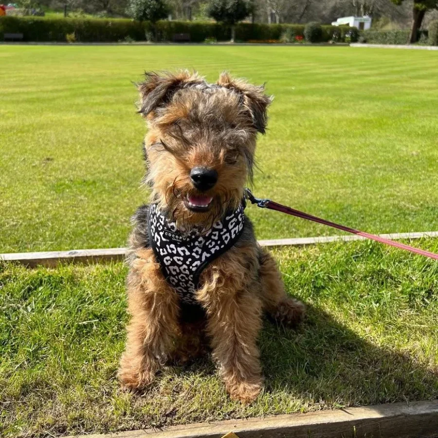 WELSH TERRIER PUPPY