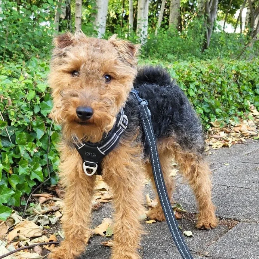 WELSH TERRIER PUPPY