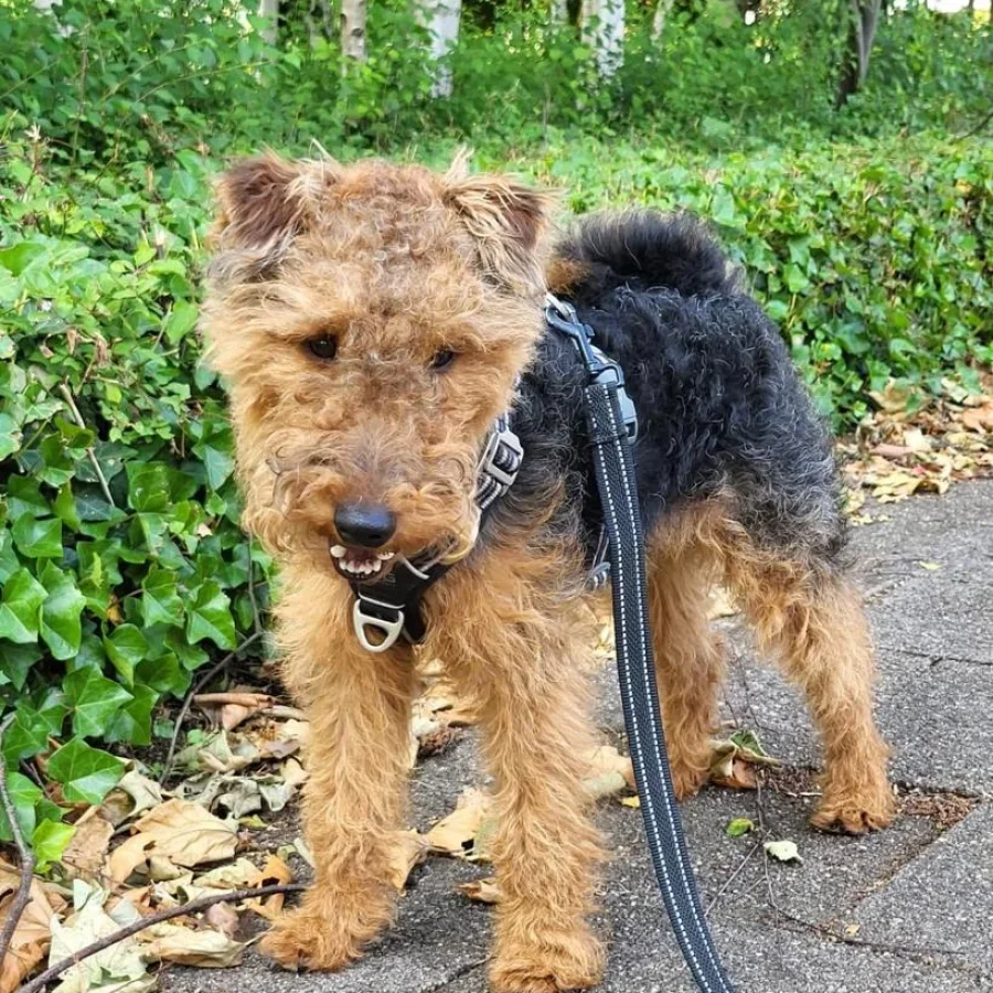 WELSH TERRIER PUPPY
