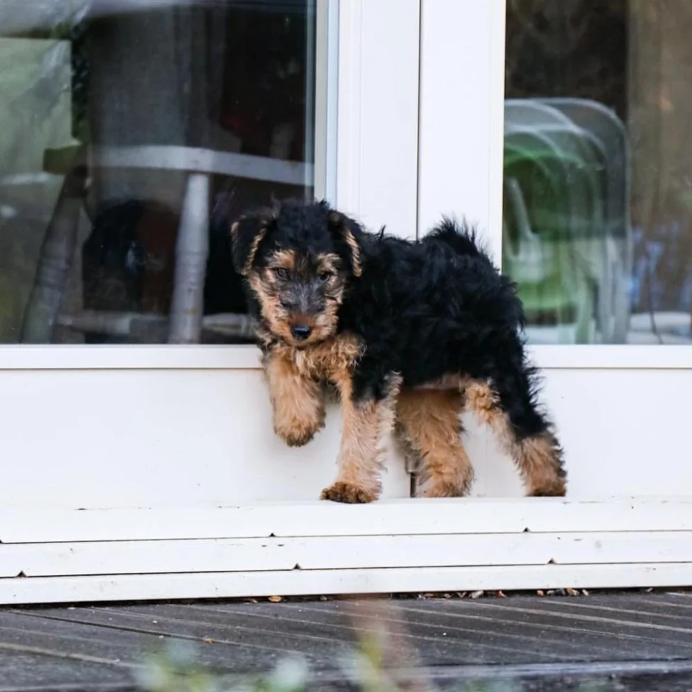 welsh terriers for sale