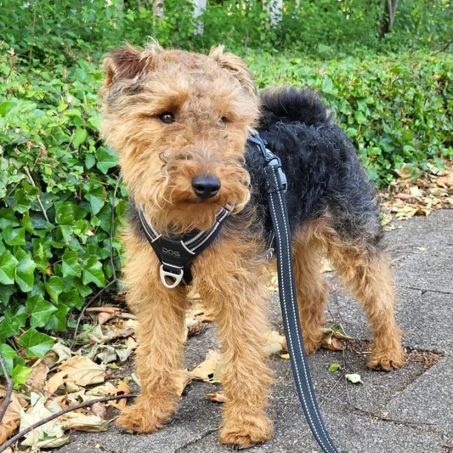WELSH TERRIER PUPPY